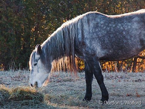 Backlit Horse_10807.jpg - Photographed near Carleton Place, Ontario, Canada.